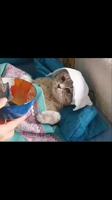 Funny sick cat ,,eating soup,viral,cute ,