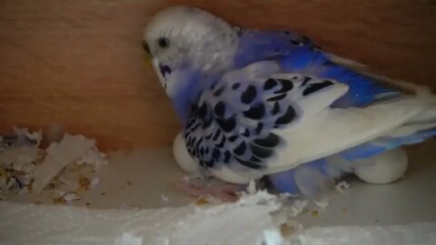 Watch 5 baby budgies growing day by day-7