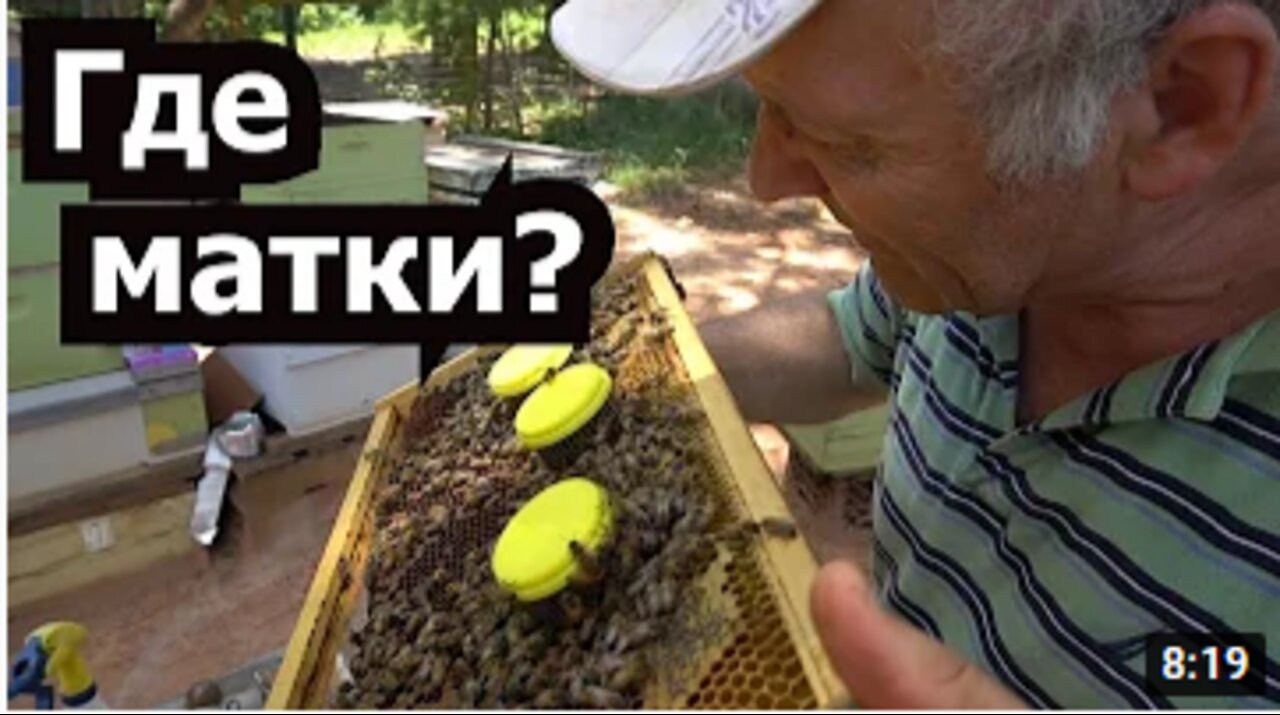 Apiary #41 Extra queen hatching system - Where queens are beekeeping. Apiary