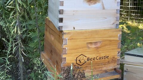 BeeHive 🐝 #ChamberlinFamilyFarms #bees #honey #hive