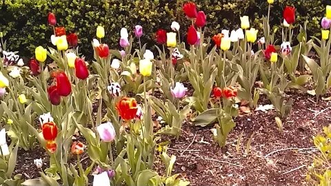 Sundayscape Clips Inniswood Revisited Pt 4