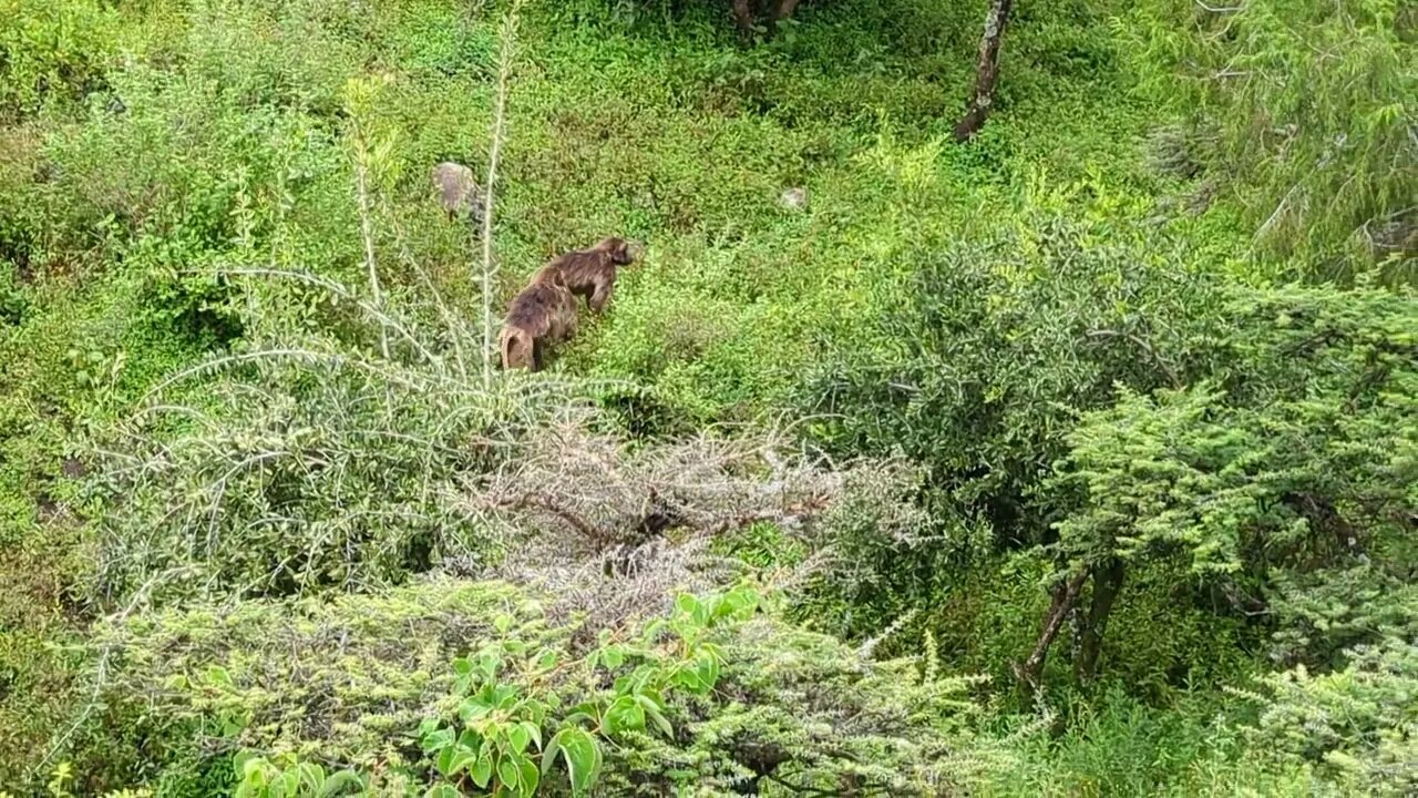 Gelada Baboons In Depre Libanos, Ethiopia 2023 Video 4