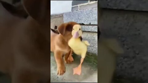 सच्चे दोस्त||honestly friend dog and duck||हमेशा के लिये सच्चे दोस्त#GigoX# duckling#Duck #dogs