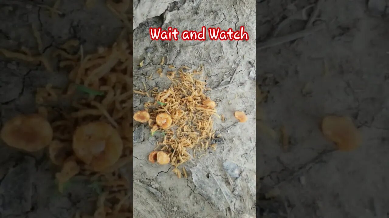 Wait and watch