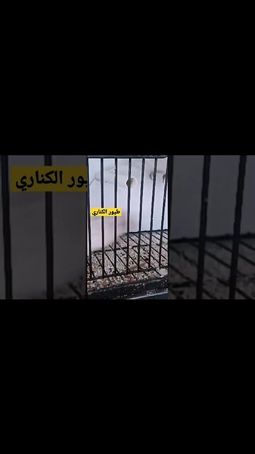 فراخ طيور الكناري كيوت روعة