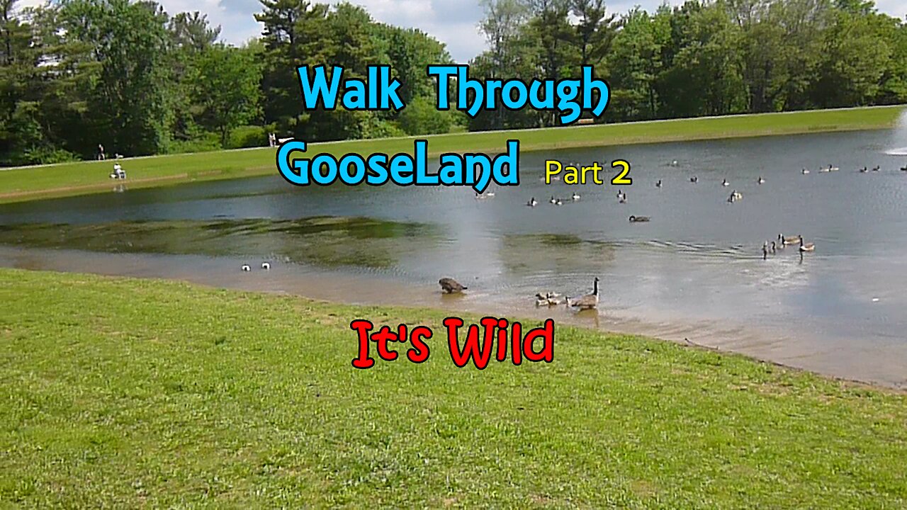 Walk Through GooseLand Part 2