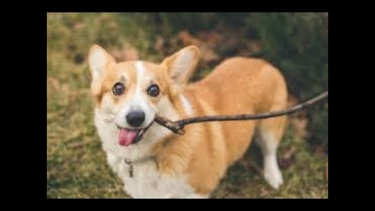 Funny Pets Will Brighten your day