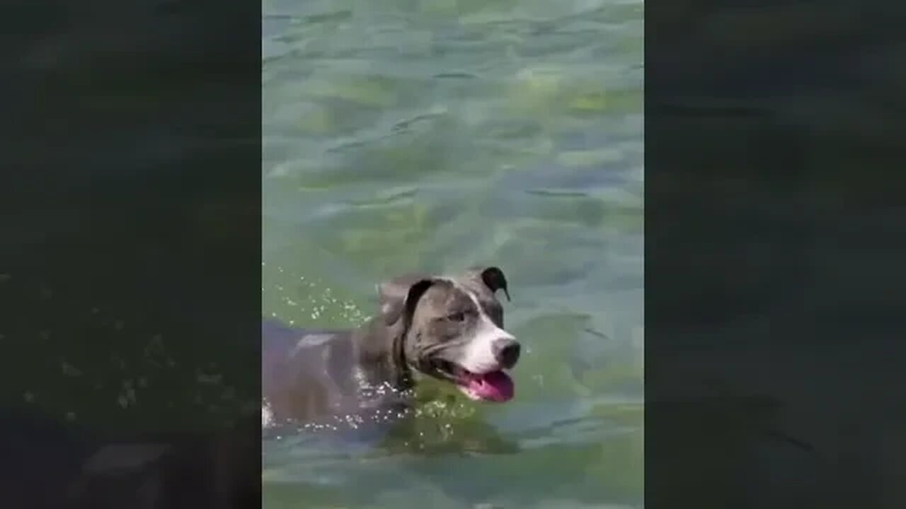 Aggressive dog 🐶 Dog swimming in water smartly #dogsswimming #cutedogsdaily #petvideos