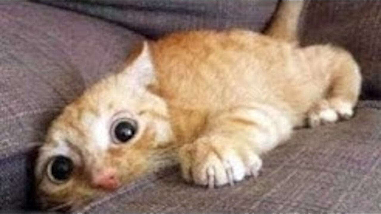 💗 Cute And Funny Pets | Try Not To Laugh EXTREME MEME 💗