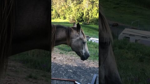 Arthur the rescue horse sleepy after a massage