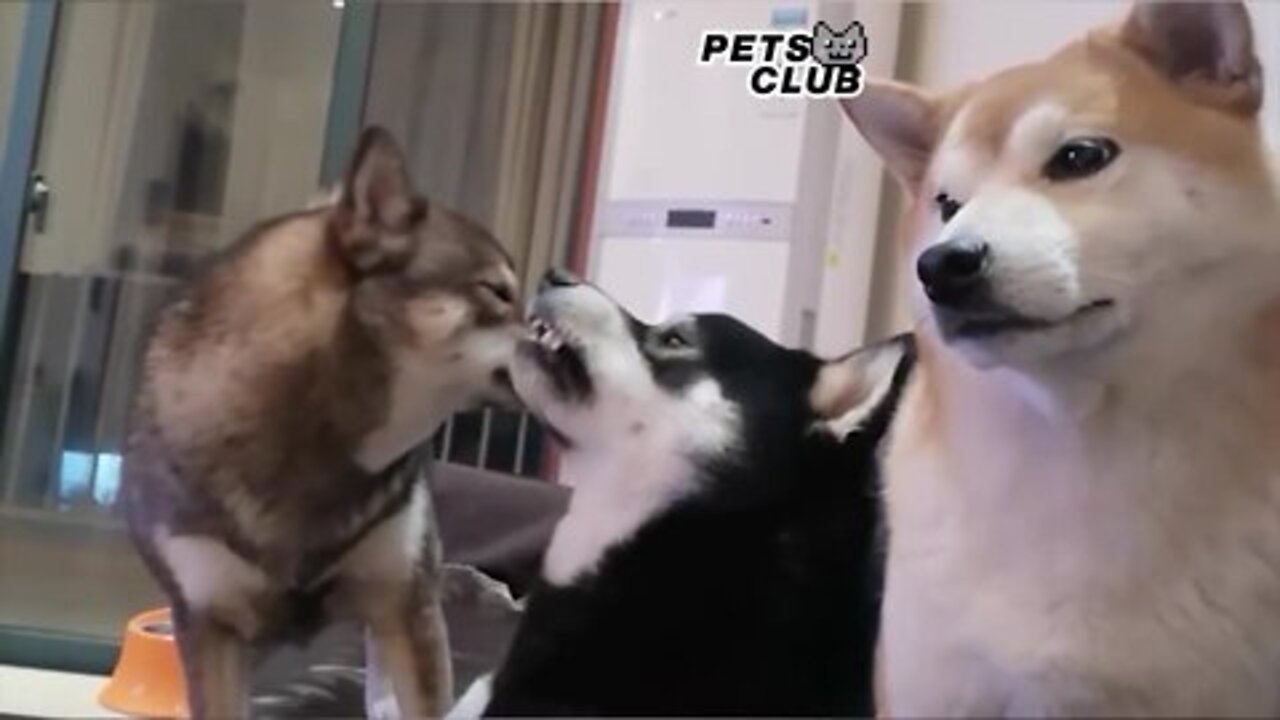 Funny Pet Videos