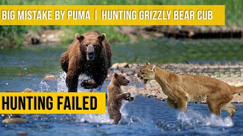 Big Mistake by Puma Hunting bear cub - Mother Reacted Quickly Saved Cub - Hunting Failed