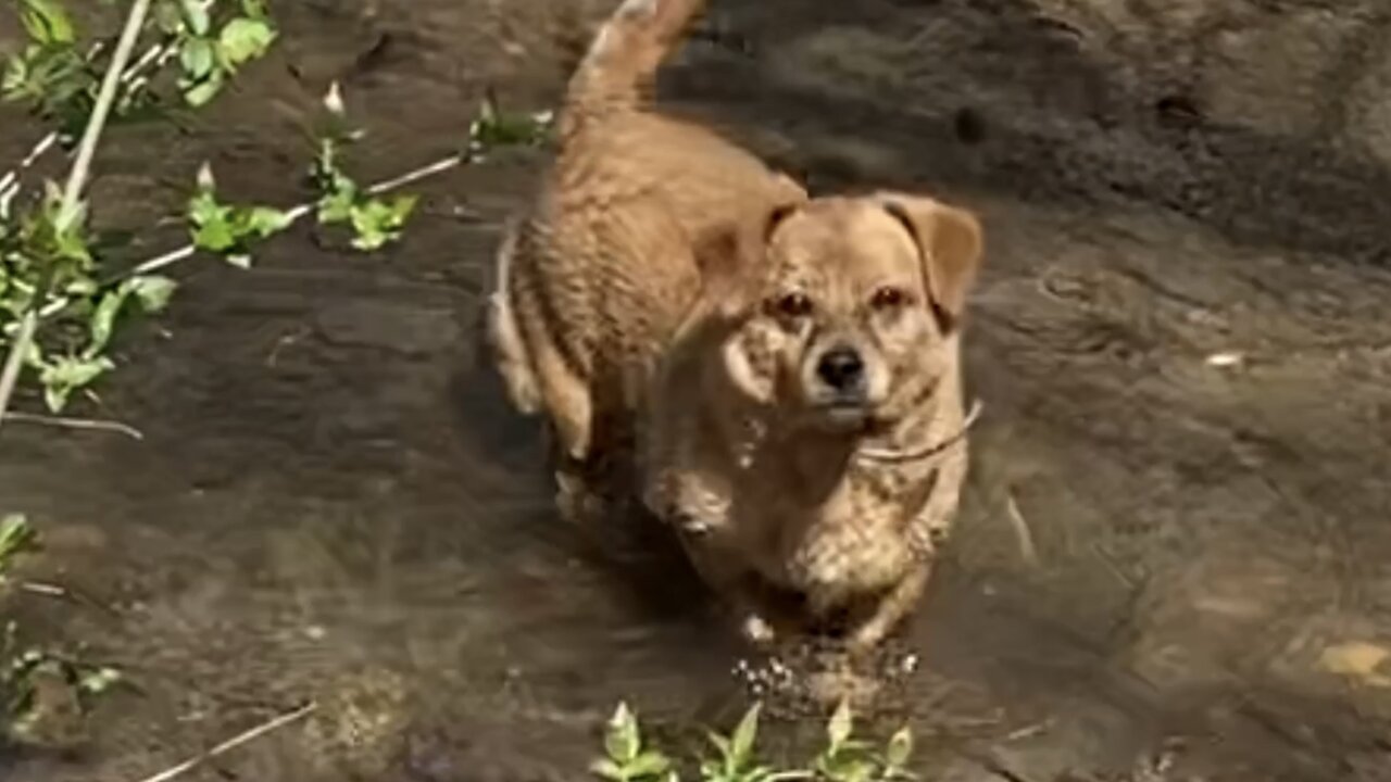 The Creek Dog