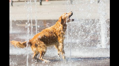 Dog swims in a fountain to cool down