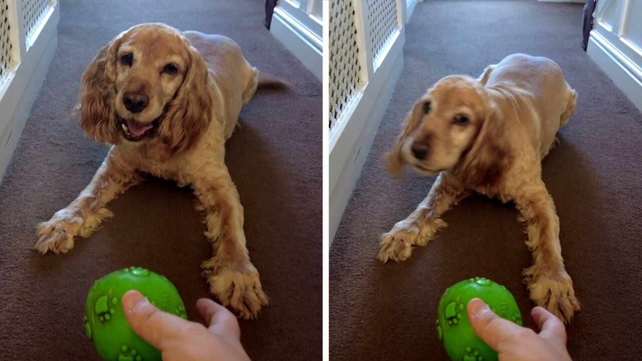 Honey the cocker spaniel loves to play