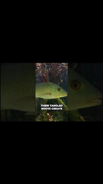 Reefs‼️ Part 5❗️ #funny #foryou #like #mrbeast #quotes #viral #follow #comedy #fun #fyp #ishowspeed