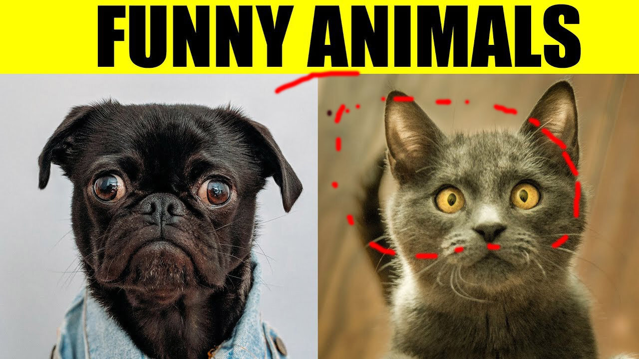 LOL Animals: Hilarious Moments