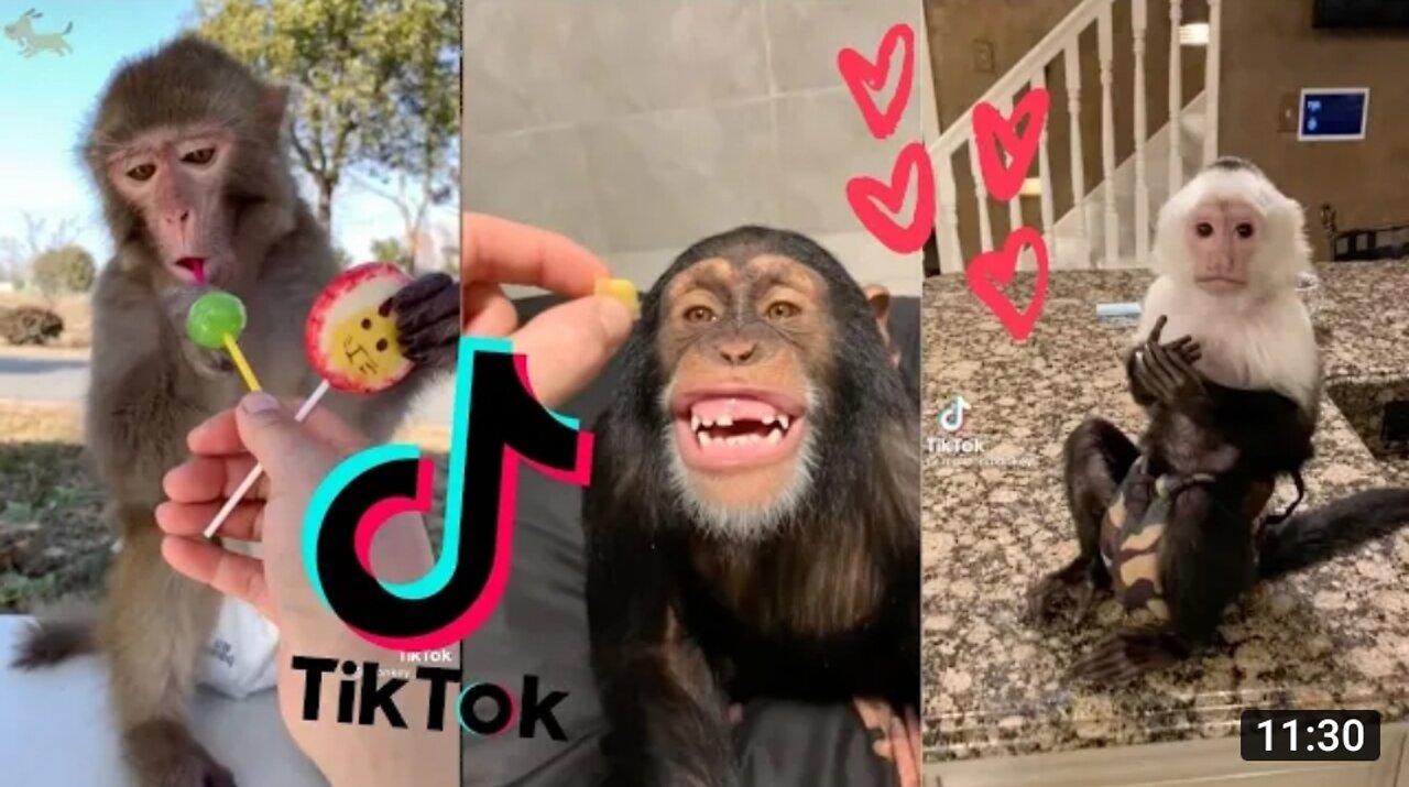 Cute Crazy Monkey & Smart Monkey( From Tik Tok)