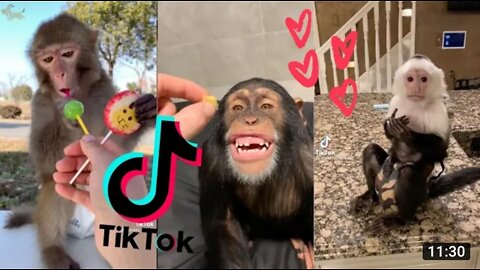 Cute Crazy Monkey & Smart Monkey( From Tik Tok)