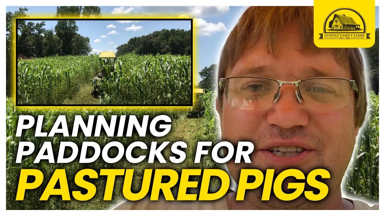 Planning Cover Crop Pig Paddocks for Forage and Farrowing