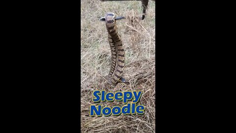 Things you FIND on the Ranch - 321 #dangernoodle #snake