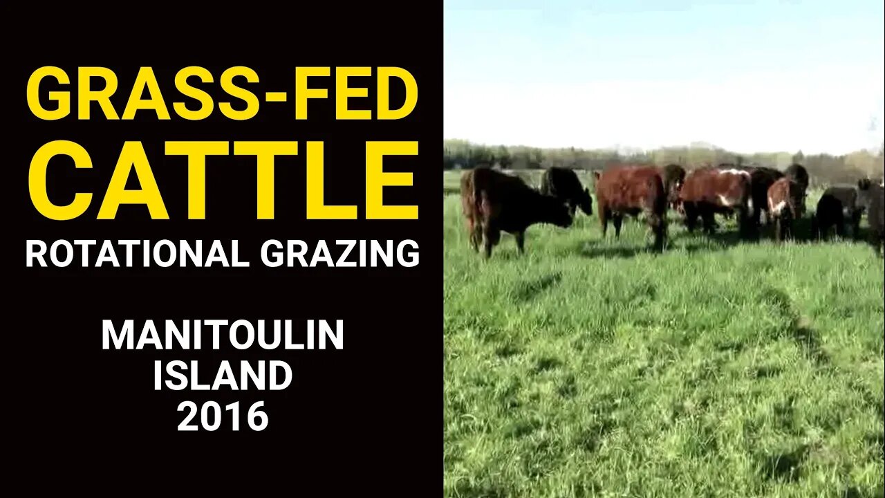 Grass-Fed Cattle Rotational Grazing Manitoulin Island 2016