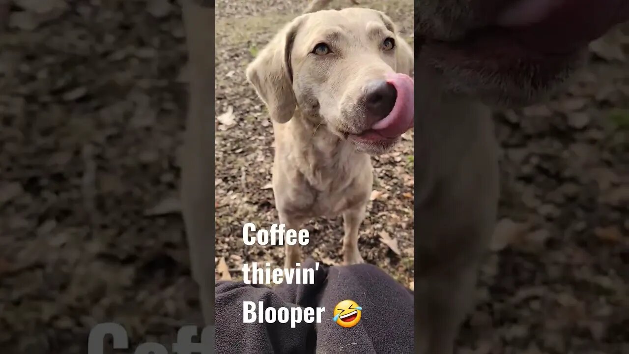 Bloopers and coffee thieves #bloopers #coffeethief #crazydogs