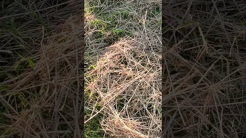 Mulched pasture walk through for regenerative paddocks