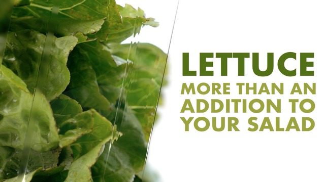Lettuce, more than an addition to your salad.