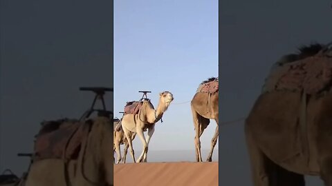 Relaxing Desert Music with Dessert Safari on Camel