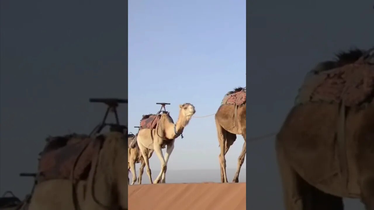 Relaxing Desert Music with Dessert Safari on Camel