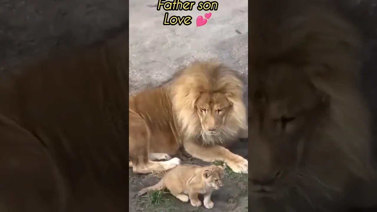 father son Love 💕#shorts#viral #trend #world