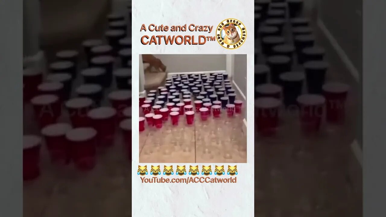 It’s the Cat Brigade vs. a Cup Maze, and GUESS WHO WON? 🥤😹 (#168) #Shorts