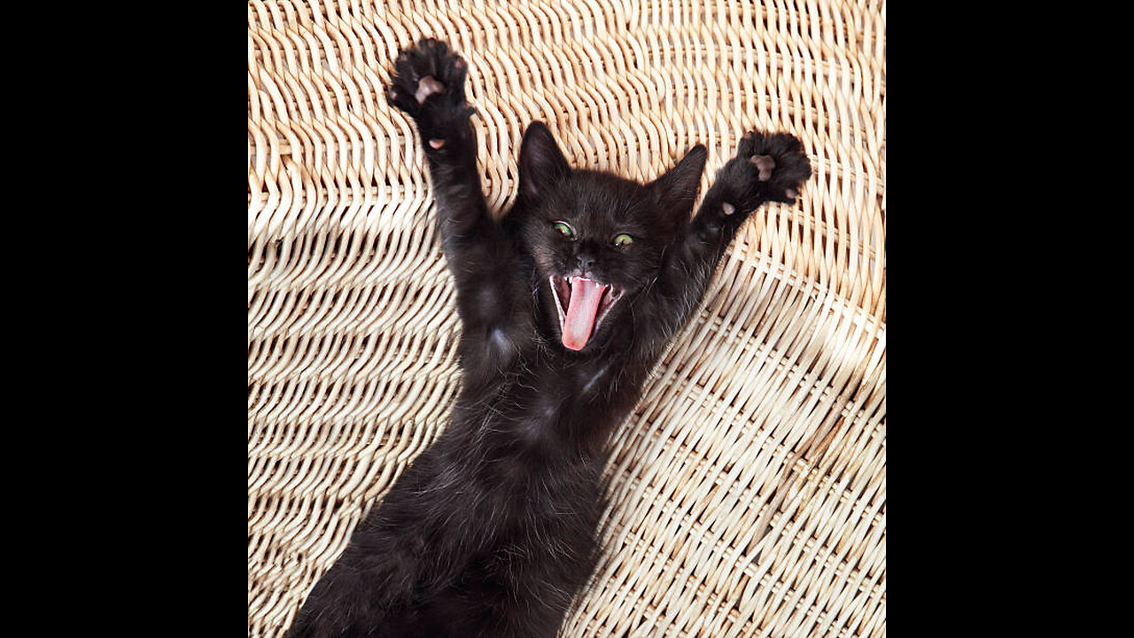 Cat's Acrobatic Moves Spectacular and Playful Displays