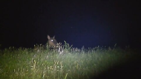 Pennsylvania Elk early June 2023