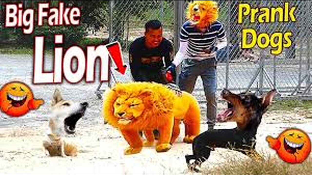 Dog's Hilarious Reaction to Fake Lion and Tiger Prank!