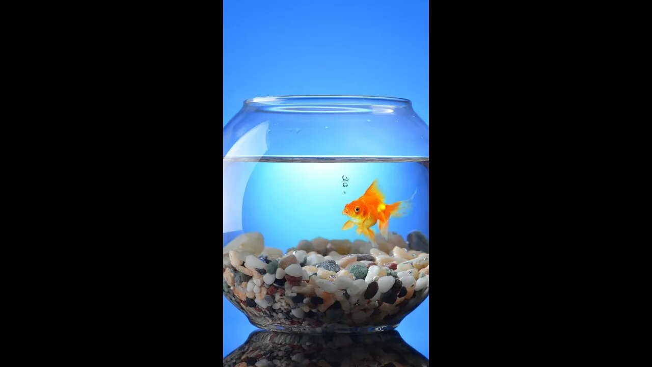 Fishes in a tank