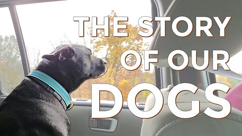 The Story of Our Dogs | Let's Talk IBD