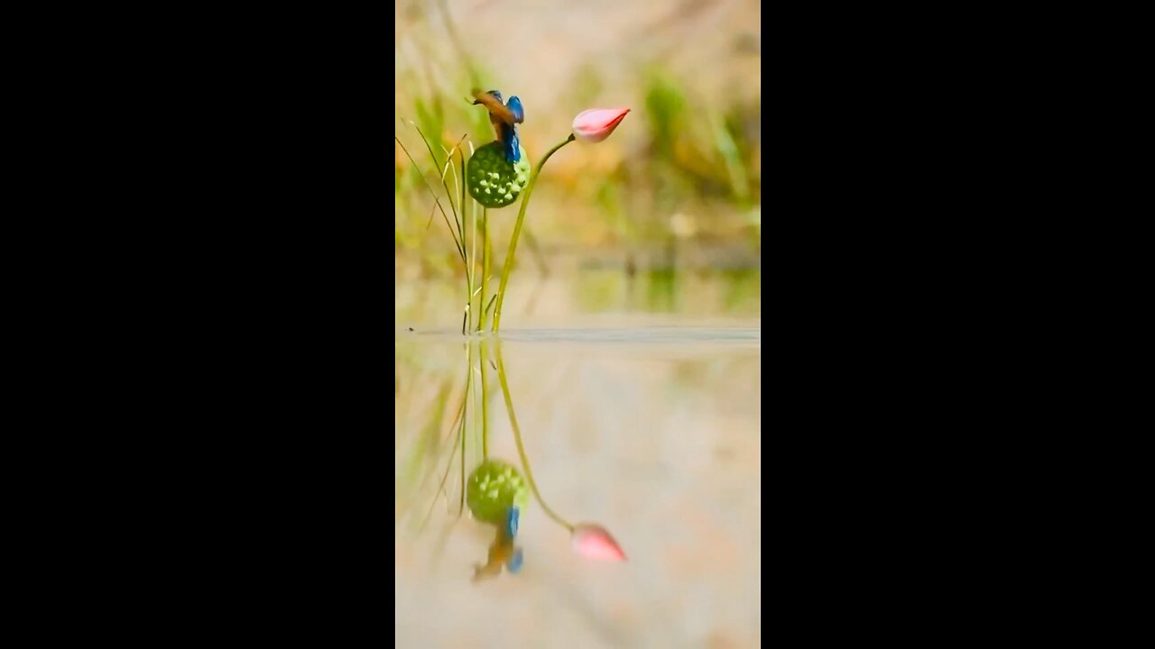 Kingfisher: While catching fish on their breakfast