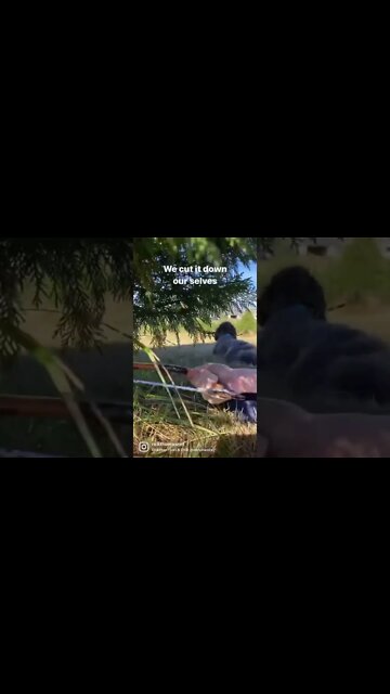 The Perfect Christmas Tree Farm