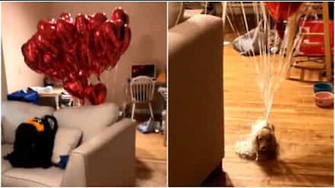 Cane trasporta decine di palloncini a forma di cuore