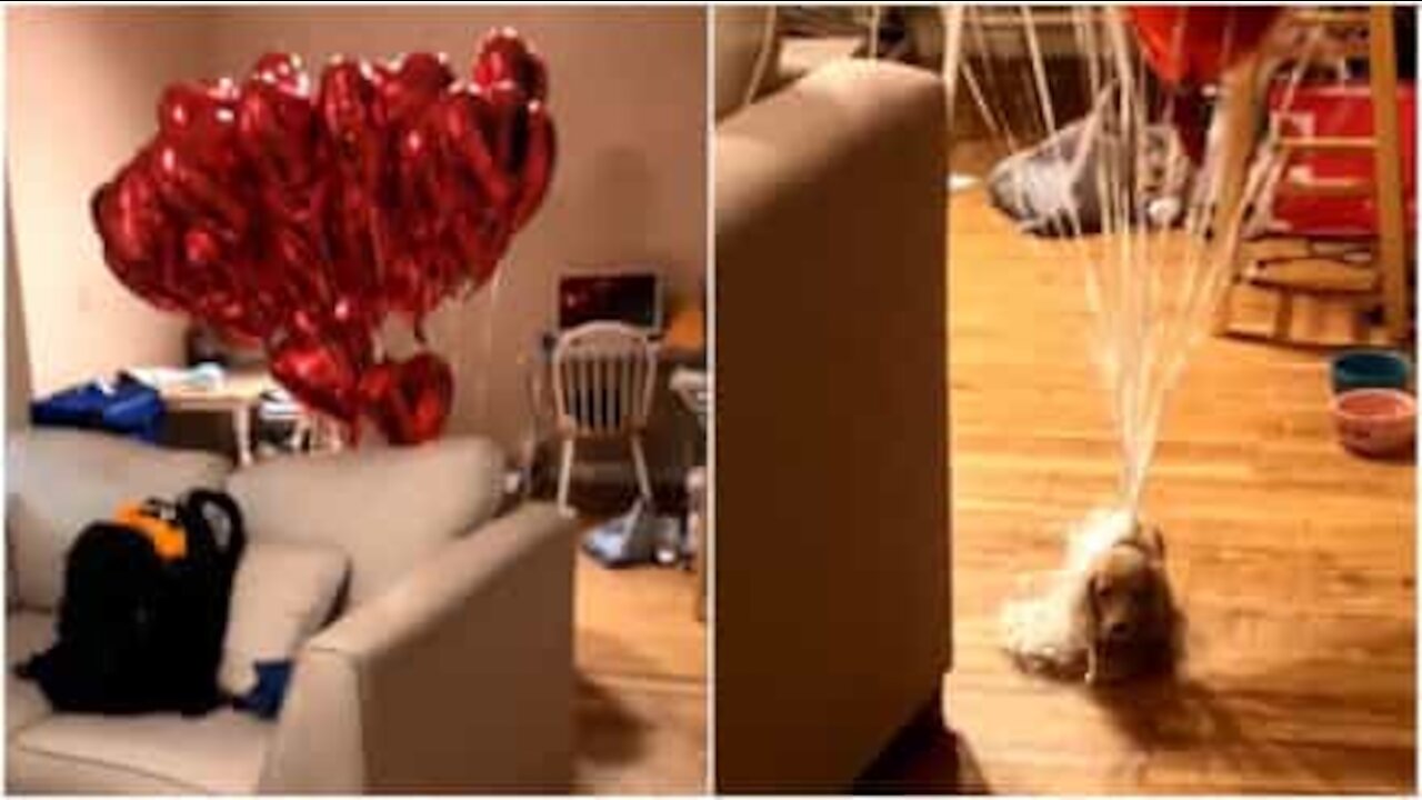 Cane trasporta decine di palloncini a forma di cuore