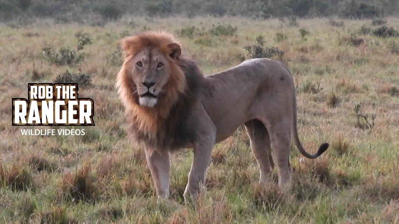 Limping Lion At Sunrise | Lalashe Maasai Mara Safari
