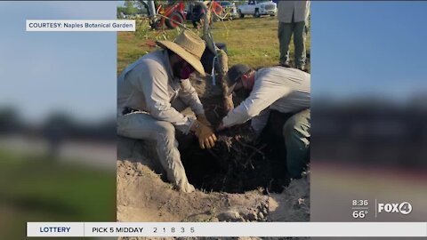 $1 million initiative to plant new trees in Collier County