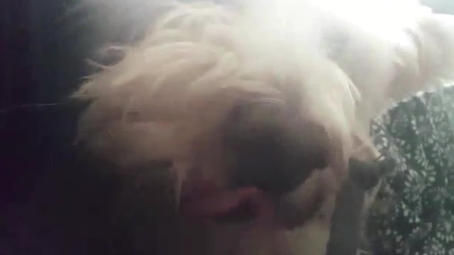 Dog Makes A Funny Growling Noise