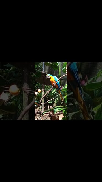 Macaws Parrots eating fruit.