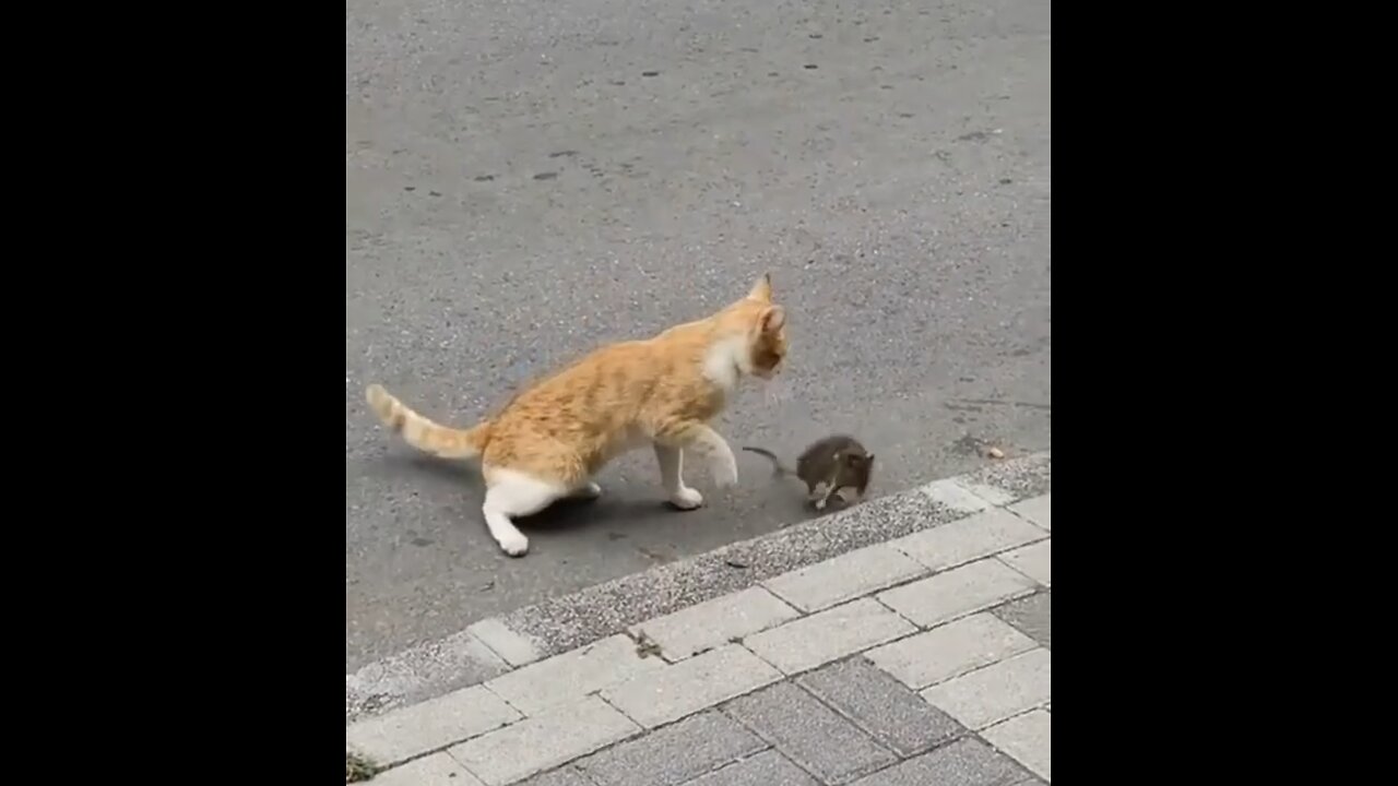 Tom and Jerry in real world fight 😂