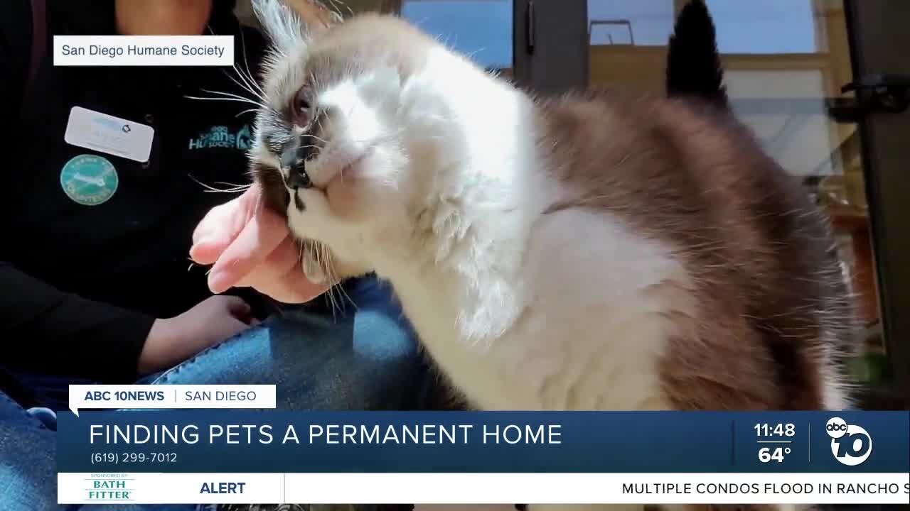 Pet of the Week: Kitty