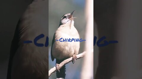 Chirping Bird