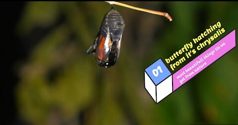 butterfly hatching from it's chrysalis|amazing nature|cute bird|animal